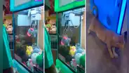 Joven gana muñeco en máquina de peluches y al recibir su premio se lleva impactante sorpresa