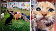 El peruano que pasó de limpiar baños en EE. UU. a fundar el refugio para gatos más grande del Perú: "El abandono no termina"