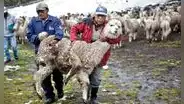 La otra cara de las lujosas prendas de fibra de alpaca