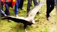 Sentencian a sujetos por maltratar a cóndor en corrida de toros en Cusco: deben pagar reparación civil