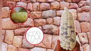 Investigador revela que las construcciones preincas fueron inspiradas en los granos de choclo: "Eran grandes ingenieros"