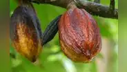 El cacao de Amazonas tendrá su propio Consejo Regulador de la Denominación de Origen