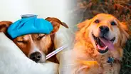 Día mundial del perro: ¿cuáles son las 5 enfermedades más comunes en los canes y cómo mantenerlos saludables?