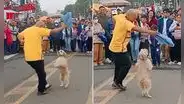 Perrito se convierte en viral al bailar marinera tras desfile y dicen: “Peruano de corazón”