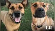Investigadores evidencian que los perros detectan el olor del estrés en las personas y cambian su comportamiento