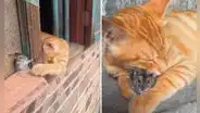 Gatito y ratón protagonizan clip viral y usuarios bromean: “Tom y Jerry en la vida real”