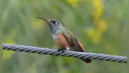 Las 5 especies de colibríes que puedes hallar en Lima si observas con atención y qué lugares frecuentan