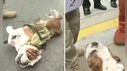 Conoce a Velox, el perro matemático del Gran Desfile Civico Militar 2024: suma y resta con ladridos