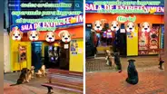 Perros ‘hacen cola’ para entrar a tragamonedas y en redes les dicen: “Firulais ludo-patas”