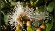 Conoce la planta que huele como perfume y puedes cultivar en tu casa: es fácil de cuidar