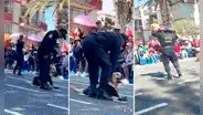 Perrito de la Policía desata las risas al negarse a marchar durante desfile por Fiestas Patrias en Tacna