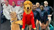 Conoce a Beacon, el perro Golden Retriever viral, que acompaña a Simone Biles y USA en los JJ. OO. París 2024
