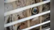 El país de América Latina que superó a Chile y Brasil como el que más crueldad animal infringe en el mundo