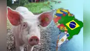 El país de América Latina con el mayor consumo de cerdo en toda la región: supera a Brasil y Argentina