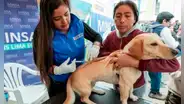 ‘VanCan 2024': Minsa alista campaña de vacunación contra la rabia a más de 3 millones perros a nivel nacional