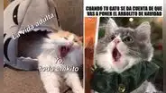 ¡Gatitos virales! Los mejores memes del Día Internacional del Gato que te harán reír sin parar"