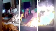 Perro muerde batería de litio, causa explosión y genera incendio: accidente fue captado en VIDEO