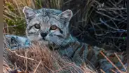 El gato 'fantasma' que vive en Sudamérica y es uno de los felinos más amenazados del mundo