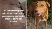 Joven adopta a perrita callejera y descubre su conmovedor hábito: "Sufrió mucho"
