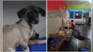 Detonan explosivo en albergue de perros: extorsionadores exigen S/20.000 al dueño