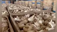 Especulación y sequías llevan el kilo de ajo a más de S/40