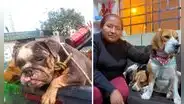 Rescatan a 7 de casi 30 perros abandonados en casa de SJM: varios murieron por falta de comida y asfixia