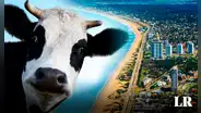 El país de Sudamérica con mayor número de vacas por habitante en el MUNDO: tiene casi 4 por persona