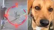 Perrito 'Gringo' frusta asalto en grifo en el cruce de Av. Los Incas con Sinchi Rocas en Comas