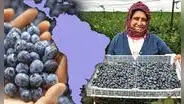 El país de Sudamérica que comenzó a sembrar arándanos en 2008 y ahora es el mayor exportador del mundo