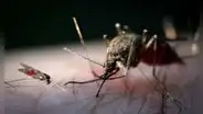 La fiebre de Oropouche: la enfermedad que ha causado 2 muertes en Brasil y alerta a América Latina