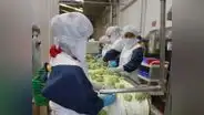 Empleos generados por exportaciones crecieron 4,6% en primer semestre