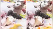Captan a gata bebiendo leche de su propia tetilla y en redes bromean: “Está haciendo su control de calidad”