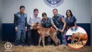 ¡Histórico! Perú logra el primer clon de caballo peruano de paso en Amazonas