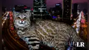El misterioso gato silvestre que sorprendió a vecinos de un edificio en San Isidro