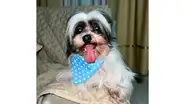 ¡Busquemos a Fito! Piden apoyo para encontrar a perrito desaparecido en San Juan de Lurigancho