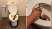 Serpiente muerde en los testículos a hombre mientras usaba el inodoro: "Me levanté rápidamente y la saqué"