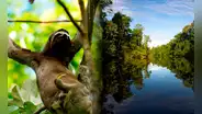Liberan a osos perezosos víctimas de tenencia ilegal en Iquitos: eran usados como atractivo turístico