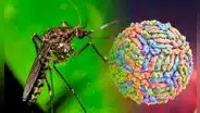Este es el nuevo virus que amenaza Sudamérica debido al cambio climático: no es la viruela del mono