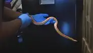 Hallan serpiente nativa de EE. UU. en departamento de Miraflores: habría sido mascota de un residente
