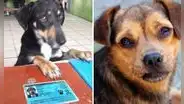 Firulais: el sorprendente significado y por qué muchos perros son llamados así