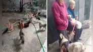 Desalojan a adulta mayor rescatista de más de 40 gatitos de su vivienda en San Juan de Lurigancho