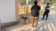 Denuncian tortura de perros en universidad de Huánuco: estudiantes de Veterinaria los utilizan para prácticas