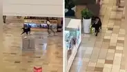 Perrito se roba peluche de tienda y hace correr a vendedora por todo el centro comercial