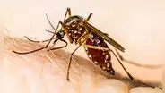 Científicos en Sudamérica revelan que mosquito del dengue es resistente a insecticidas tras mutación genética