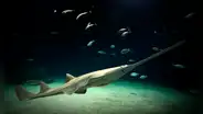 El EXTRAÑO pez que se creía extinto por 16 años, reaparece en Florida: guarda un vínculo con los tiburones