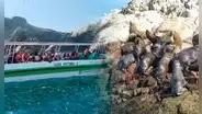 ¿Realmente fuiste a Islas Ballestas o era Isla Blanca? Cómo diferenciarlas y así evitar estafas durante tu viaje