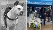 San Miguel despidió a Rocket, el perrito más querido del distrito: “Se fue sintiéndose amado”
