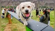 Perrotón 2024 en el Parque de la Exposición: conoce los servicios GRATUITOS para mascotas este 1 de septiembre