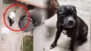 Maltrato animal en Surco: sujeto es grabado por vecinos agrediendo y golpeado a sus perros