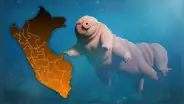 Este increíble animal superó a las cucarachas como el más indestructible de la Tierra: habita en Perú y no come ni bebe por 30 años